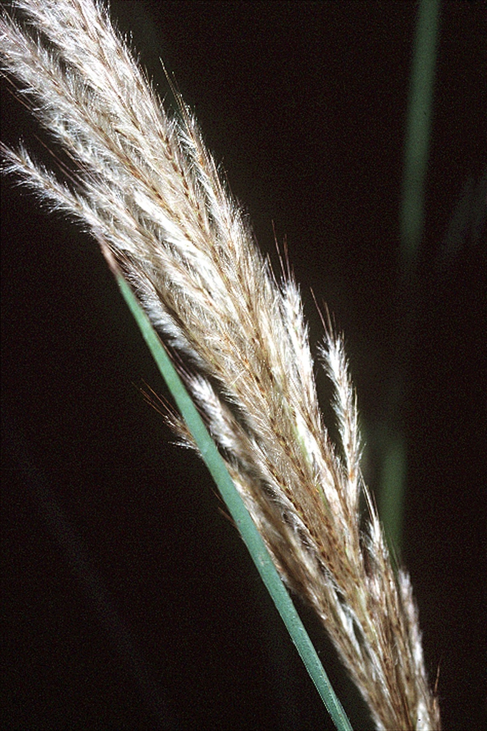 Plume close up
