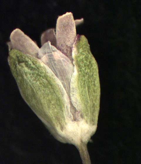 Sagina decumbens