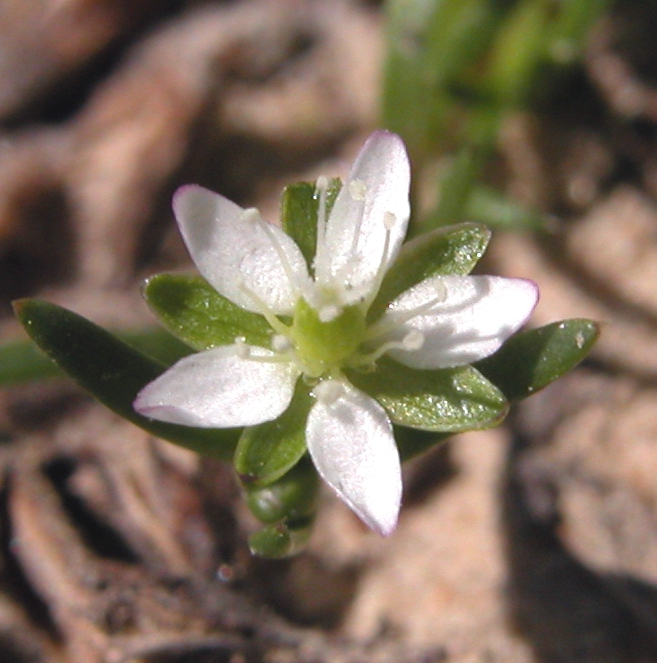 Sagina decumbens flower