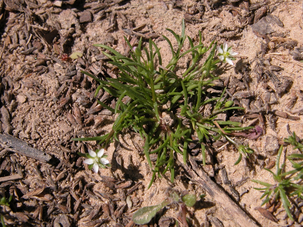Growth Habit