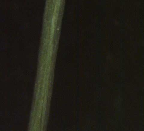 Sagina decumbens