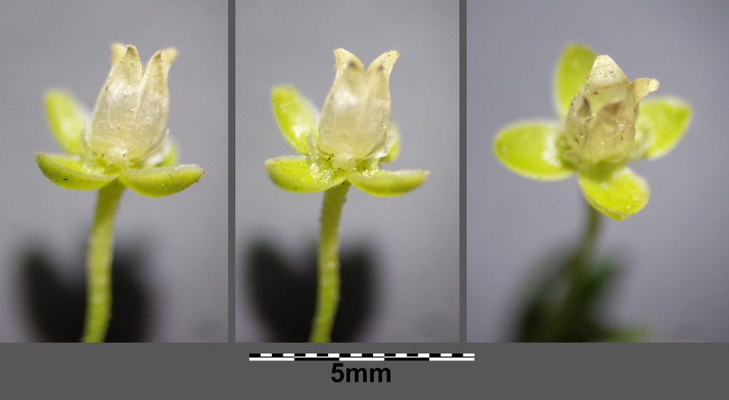 Sagina procumbens flowers