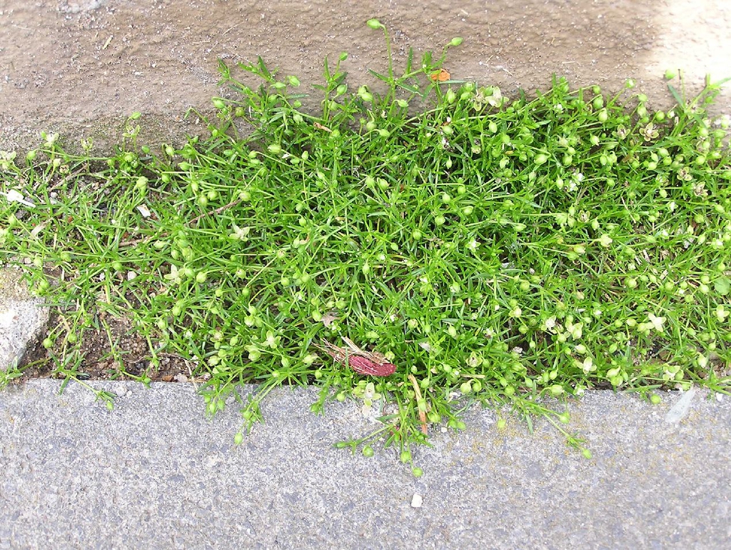 Sagina procumbens form in between walkway
