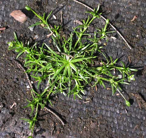 Growth Habit
