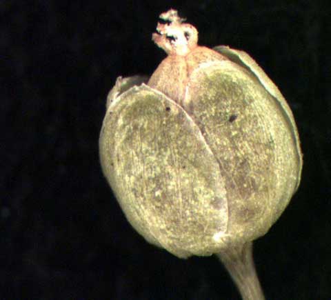 Immature flower