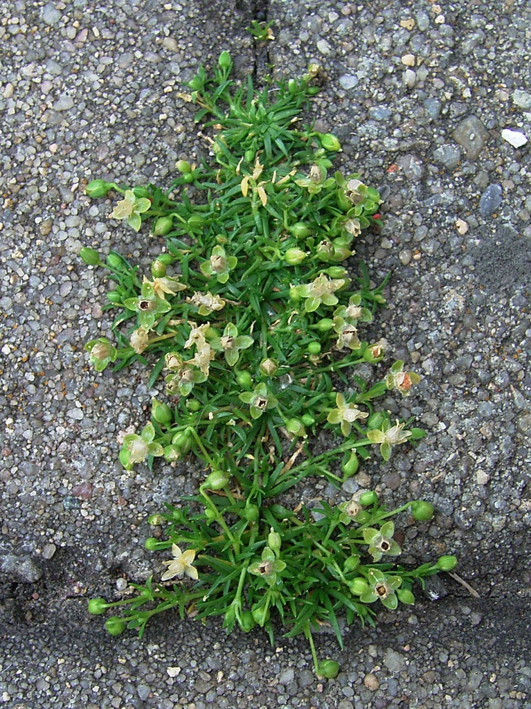 Sagina procumbens in walkway
