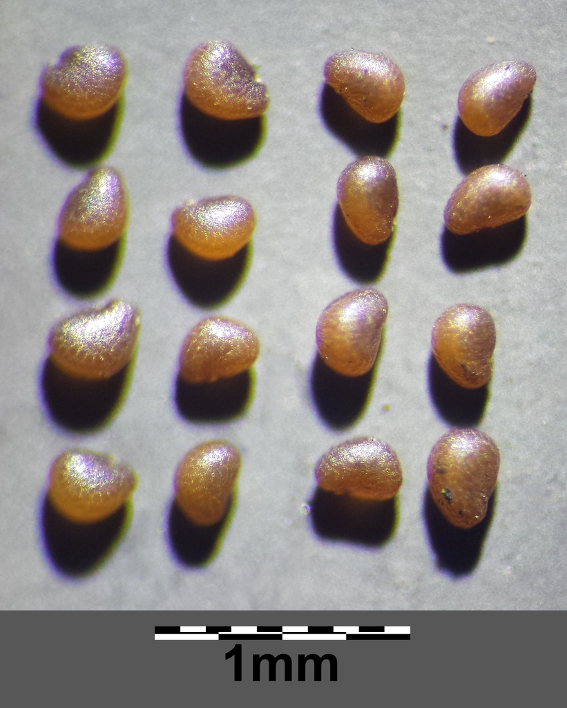 Sagina procumbens seeds