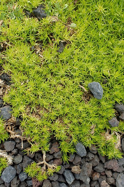 Sagina subulata 'Aurea'