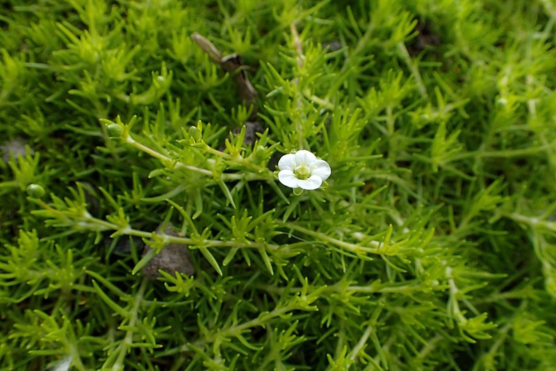 Sagina subulata 'Aurea'