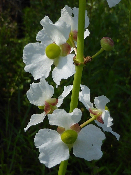 Sagittaria lancifolia