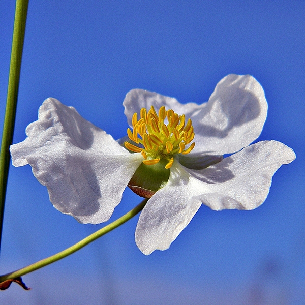 Sagittaria lancifolia