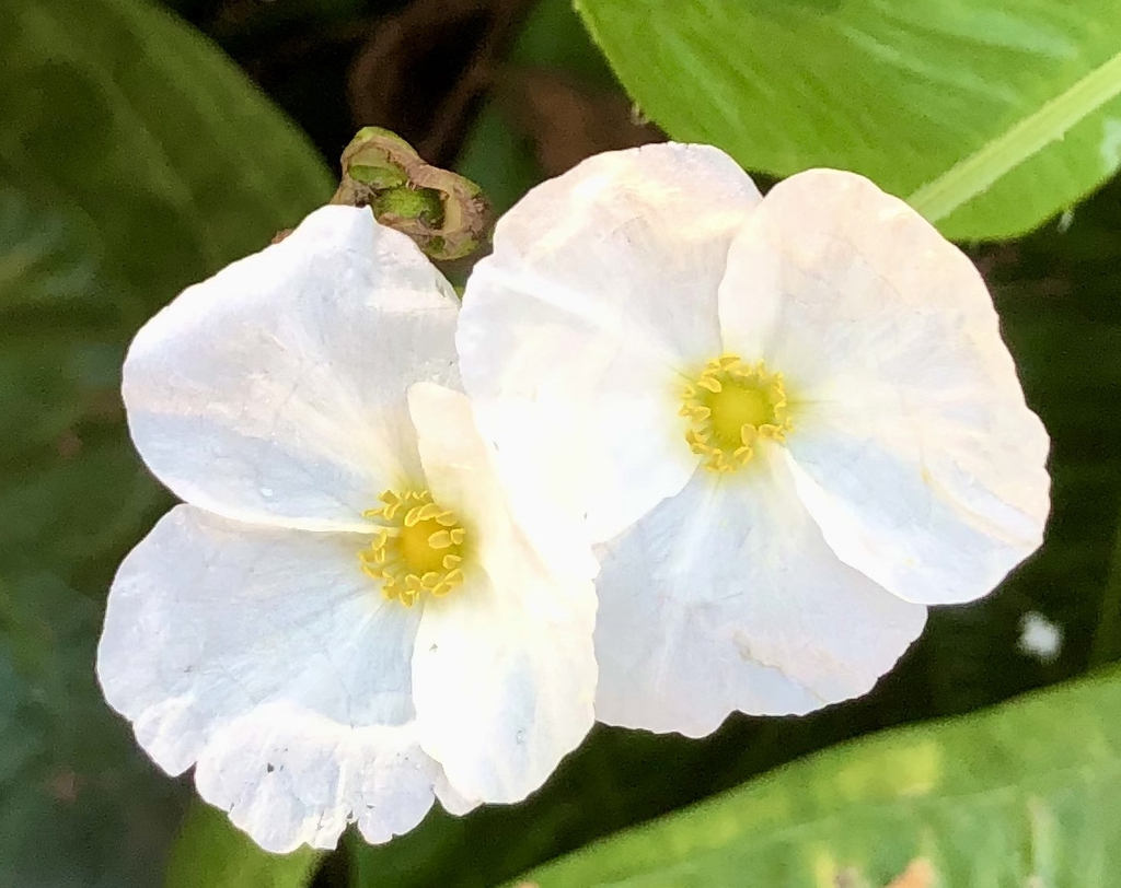 Flower - Summer - Wake Co., NC