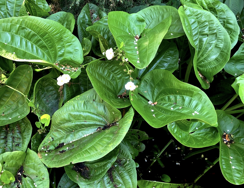 Leaves - Summer - Wake Co., NC