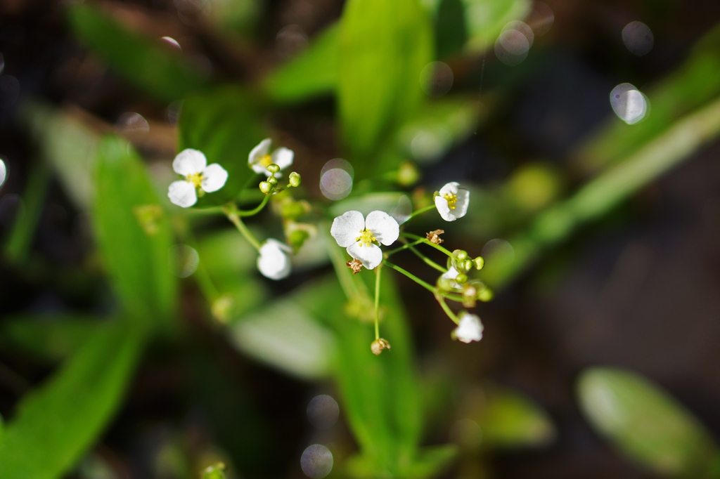 Sagittaria fasciculata