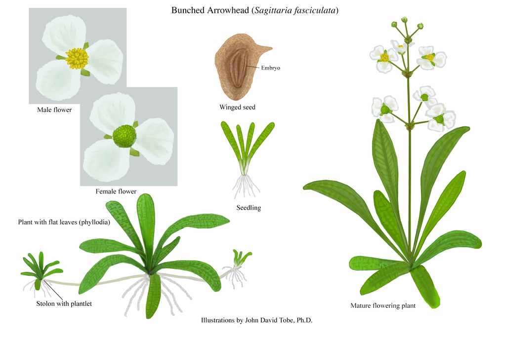 Color illustration of the technical details of this species.