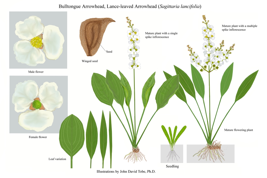 Color illustration of the technical details of this species.