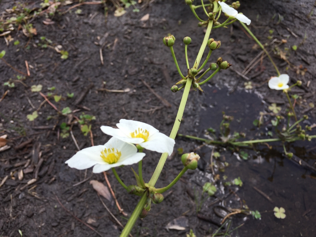 Flowers and stems