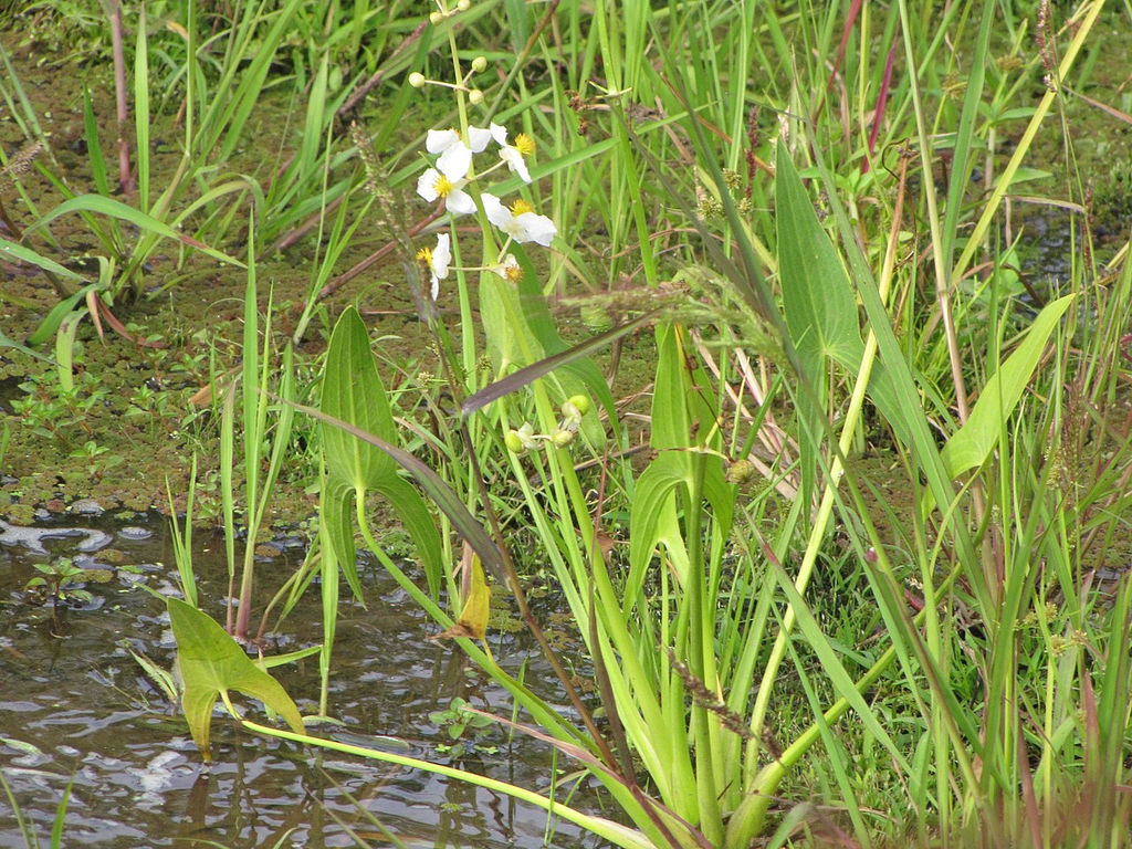 Form