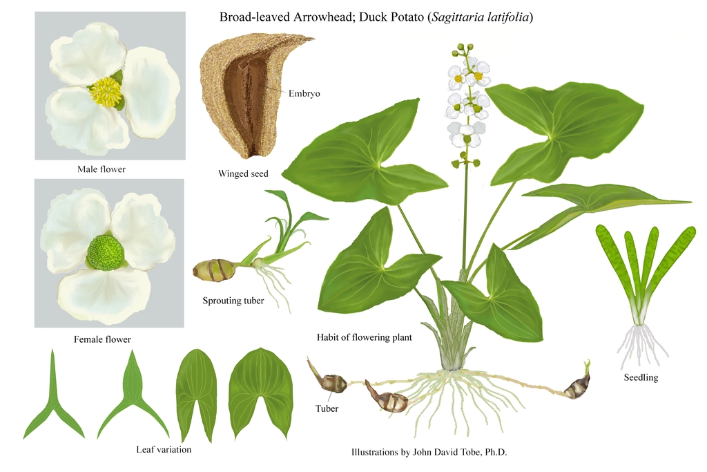Color illustration of the technical details of this species.