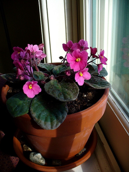 Potted plant by window with pink flowers with yellow anthers.