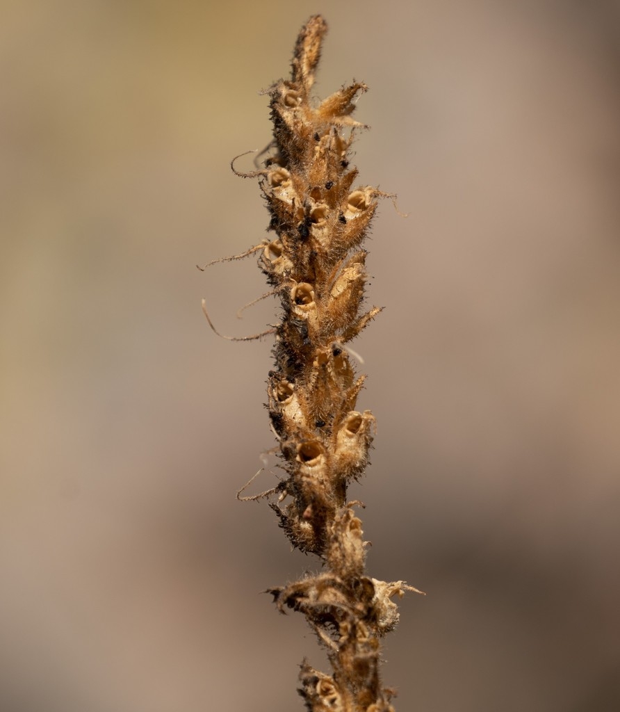Brown capsules in January