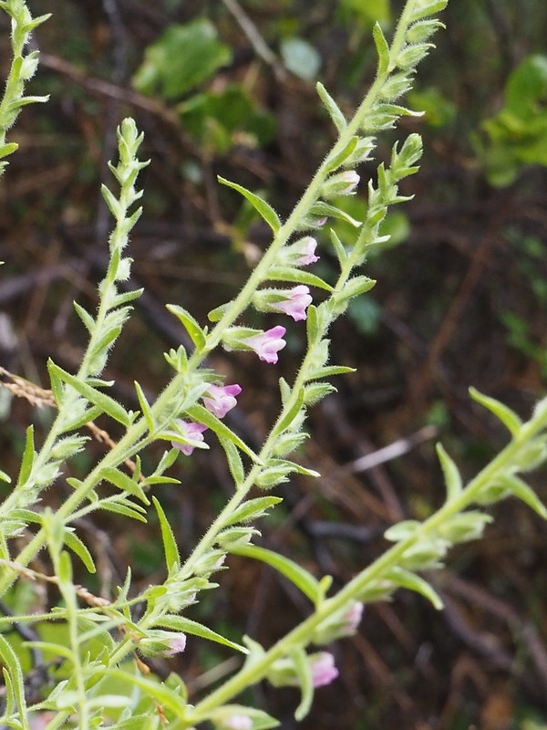 spike of pink flowers.