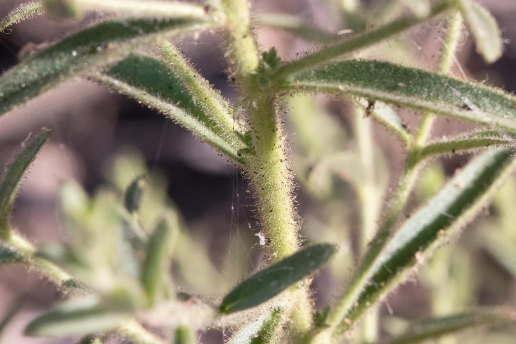 Closes up of hairs on leaves and stem