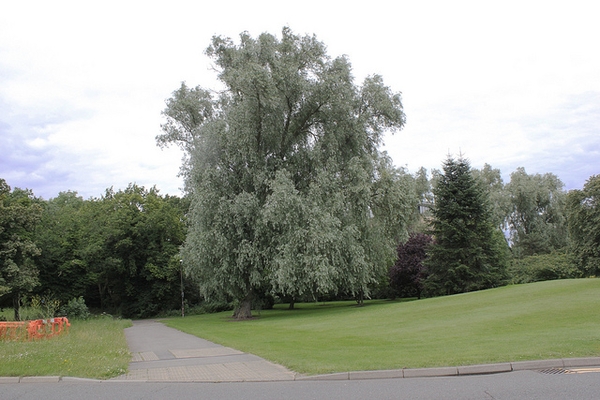 Salix alba var. sericea