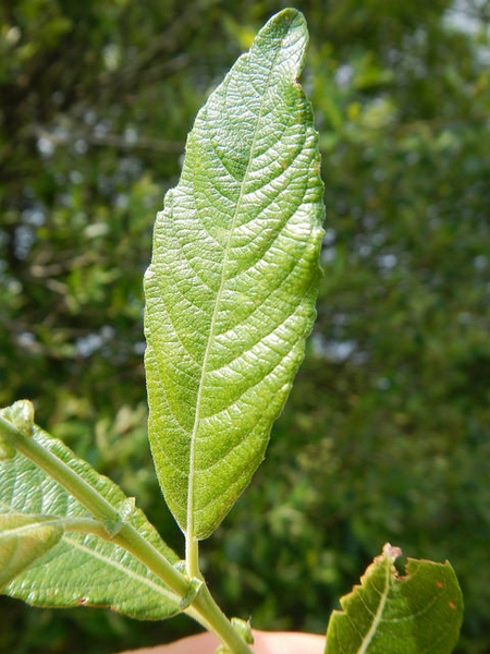 Salix caprea