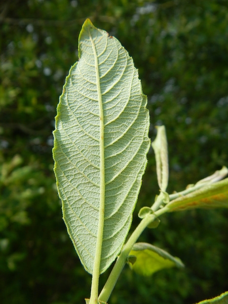 Salix caprea
