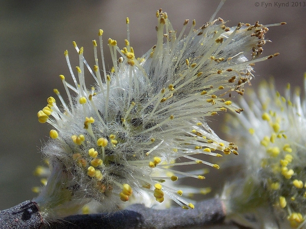Salix discolor