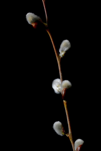 Salix discolor