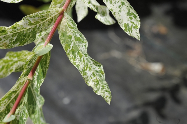 Salix integra 'Hakuro Nishiki'