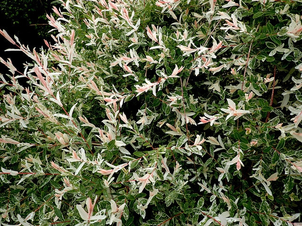 Salix integra 'Hakuro Nishiki'