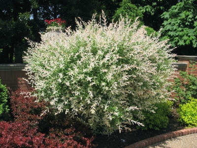 Salix integra 'Hakuro Nishiki'