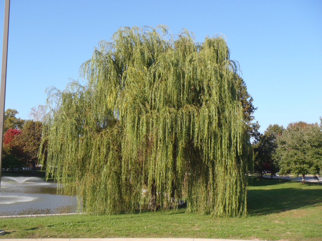Salix alba 'Tristis' Form