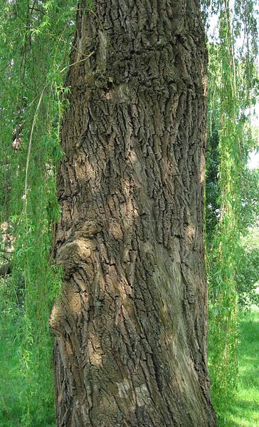 Salix alba 'Tristis'