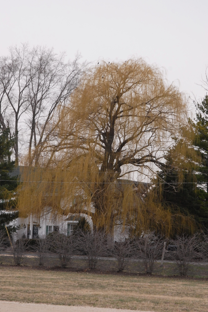 Salix alba 'Tristis' Winter Form
