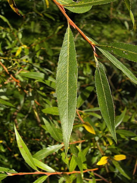 Salix alba