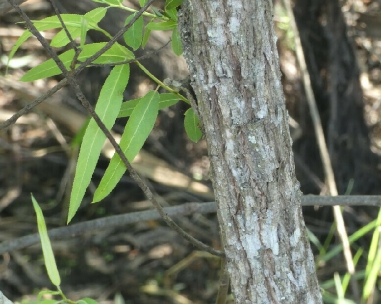 Bark