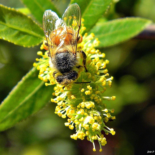 Salix caroliniana