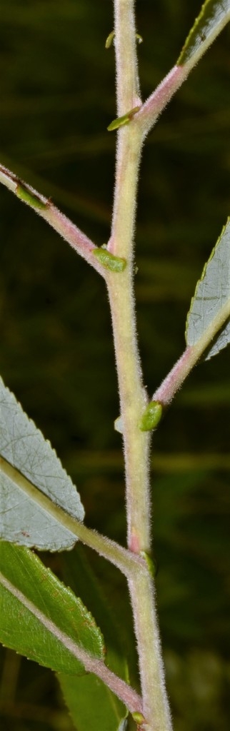 Stem and leaf attachment