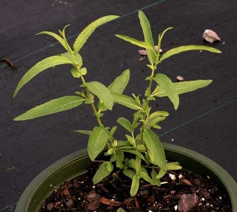 Salix spp.