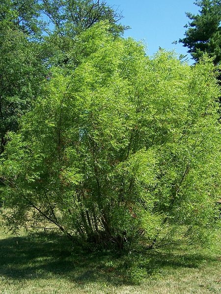 Salix nigra