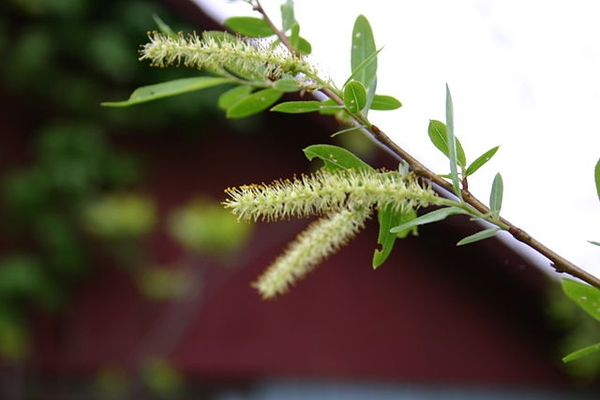 Salix nigra
