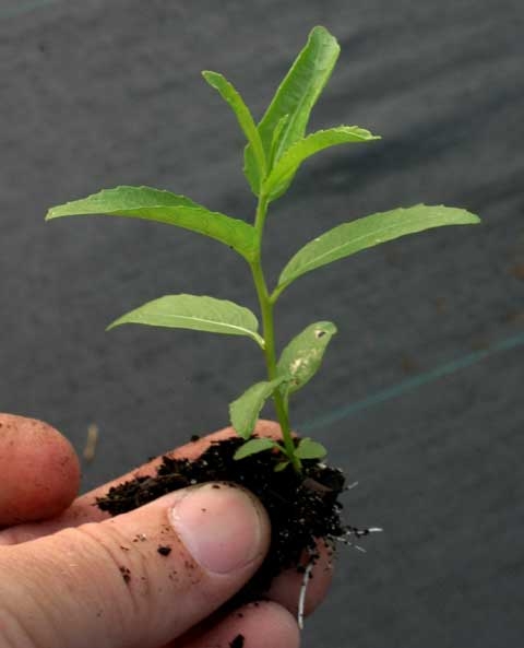Salix spp.