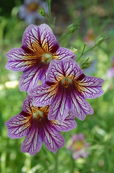 Salpiglossis sinuata- olero