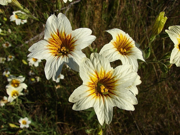 Salpiglossis sinuata