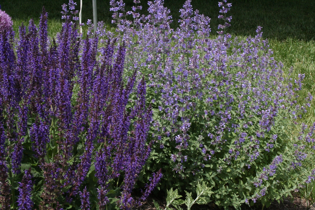2 shrubs with many spikes of flowers. One dark purple; one light