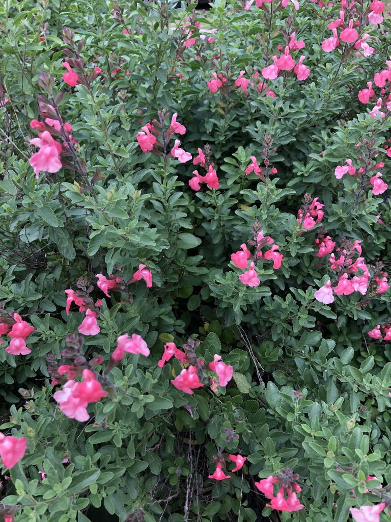 shrubby plant with pink, 2-lipped flowers.
